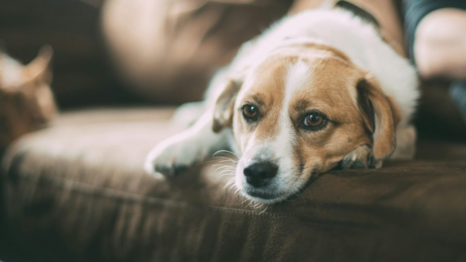 selective focused of brown dog lying on sofa